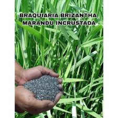 SEMENTE BRACHIARA BRIZANTHA cv MARANDU GRAFITADA RANCHARIA 10 KG